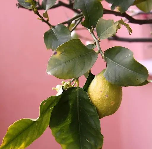 Affittacamere Ciccio E Pinolo